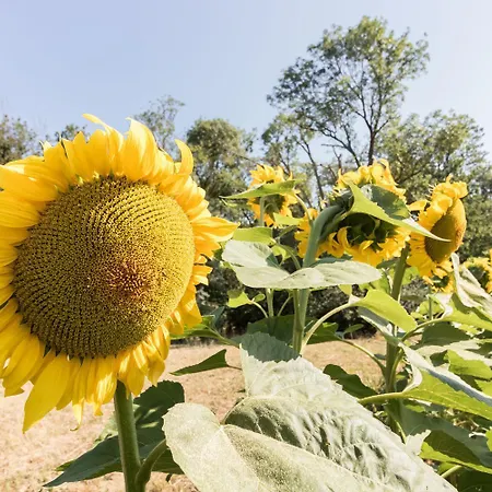 بيت للعطل La Selve D'autan